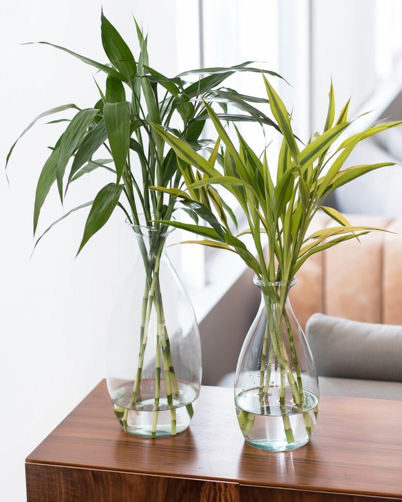 5 dicas para cuidar do bambu da sorte na água