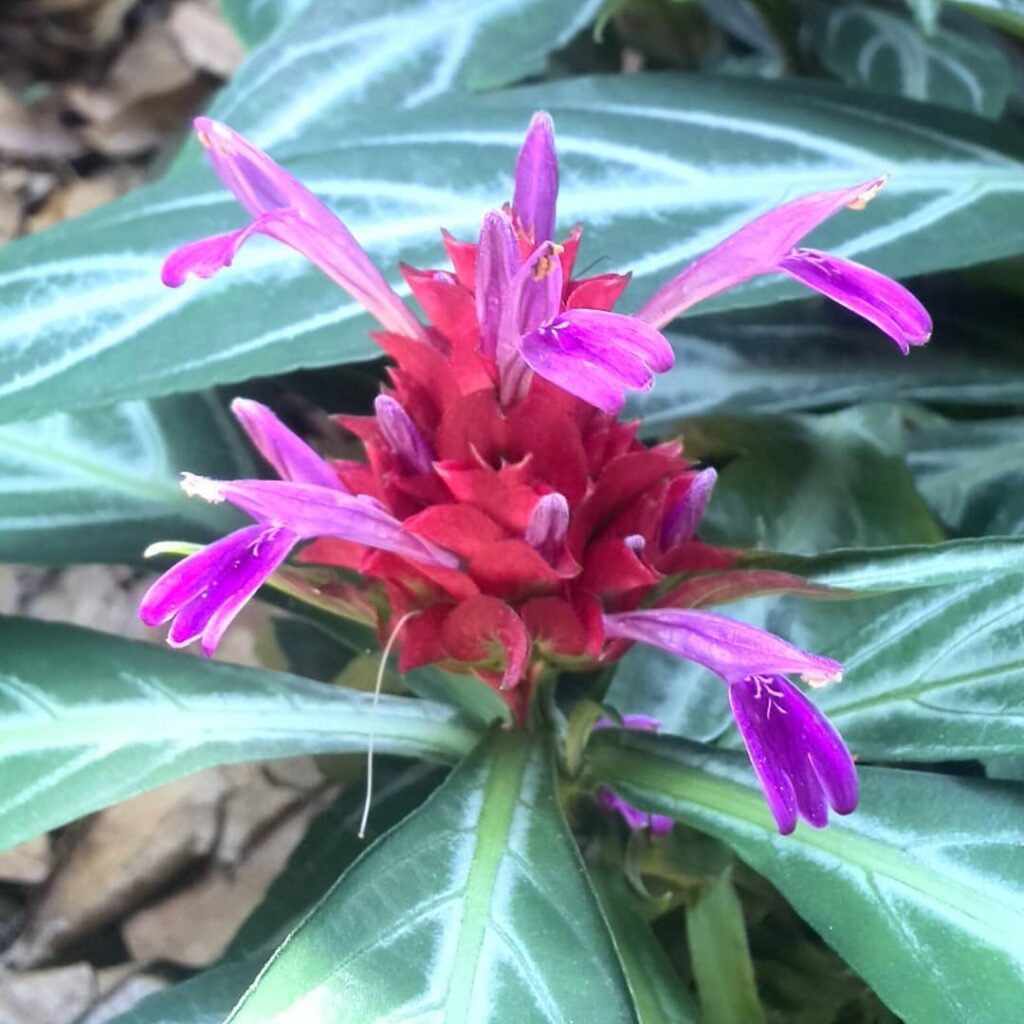 É primavera! 10 PLANTAS de MUITA FLOR para transformar o JARDIM