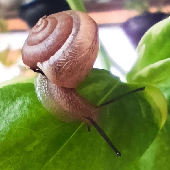 Como Eliminar Pequenos Caramujos no Jardim?