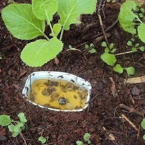 Como Eliminar Pequenos Caramujos no Jardim?