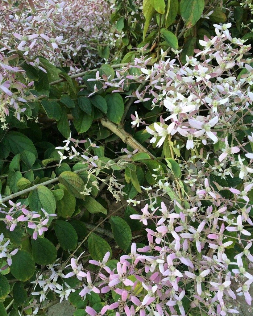 Congéia (Congea Tomentosa): Saiba como cuidar dessa trepadeira repleta de flores.