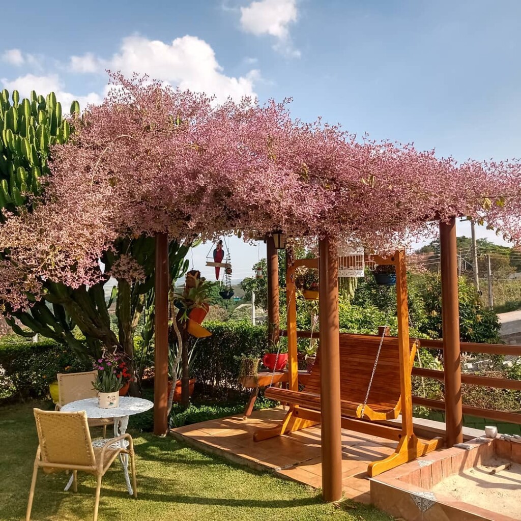 Congéia (Congea Tomentosa): Saiba como cuidar dessa trepadeira repleta de flores.