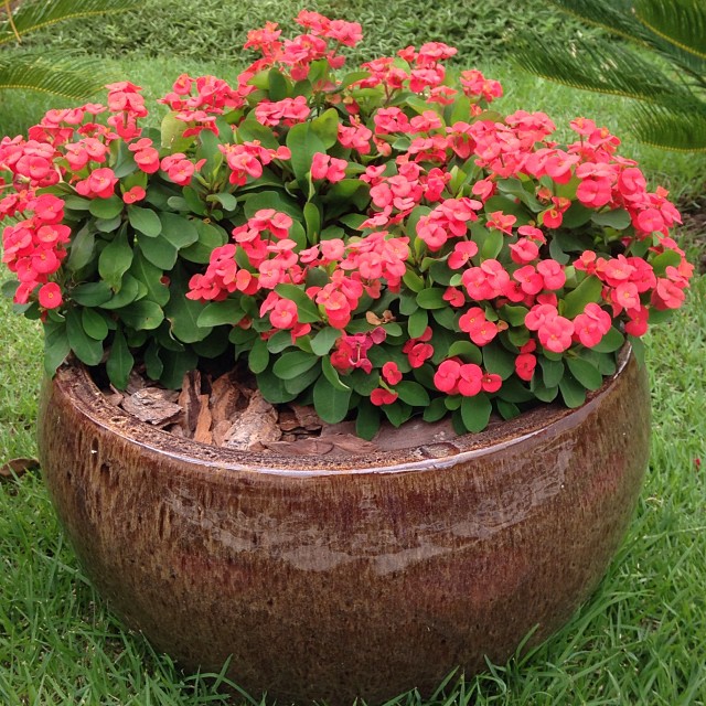 4 Plantas perfeitas para jardins verticais de sol pleno