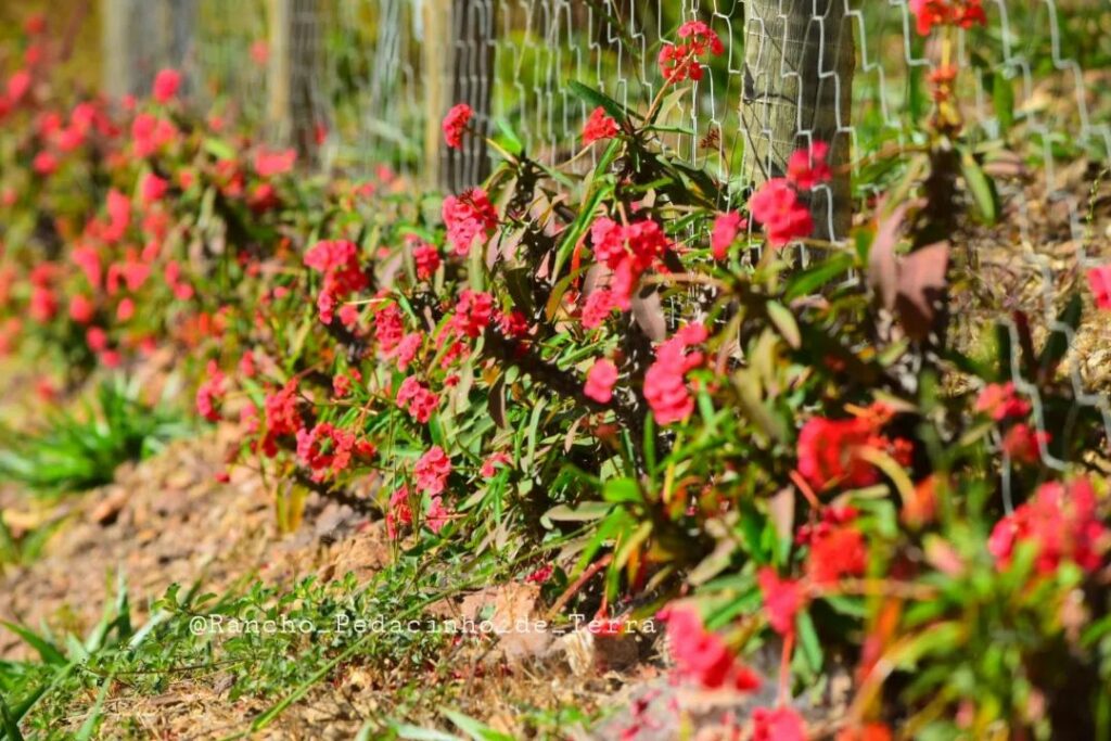 Paisagista cita 4 formas de usar a planta Coroa de Cristo nos jardins (e até dentro de casa!)