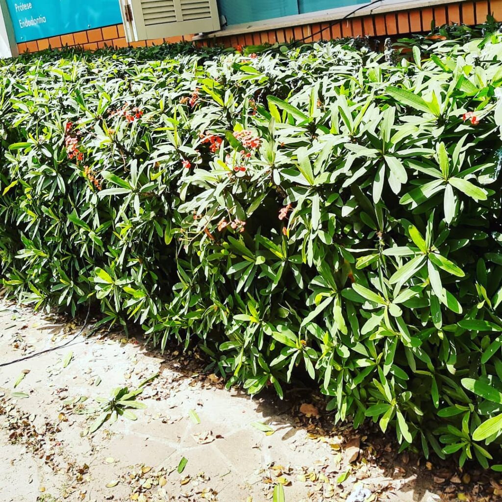 Paisagista cita 4 formas de usar a planta Coroa de Cristo nos jardins (e até dentro de casa!)