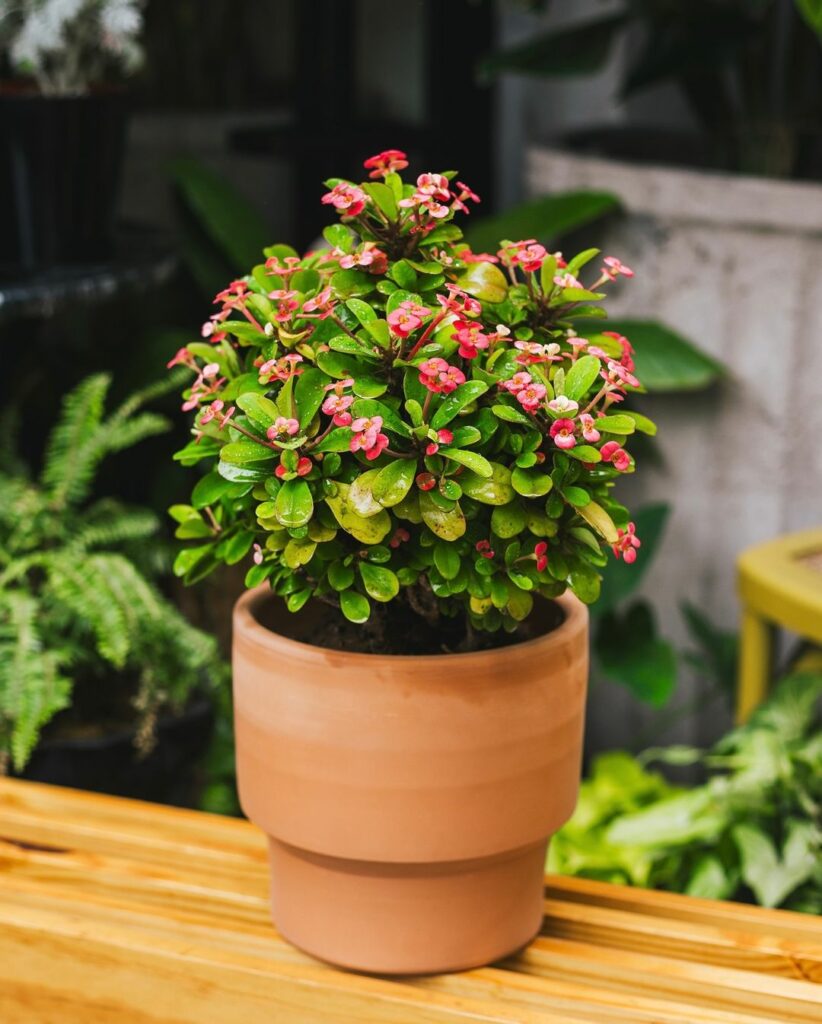Paisagista cita 4 formas de usar a planta Coroa de Cristo nos jardins (e até dentro de casa!)