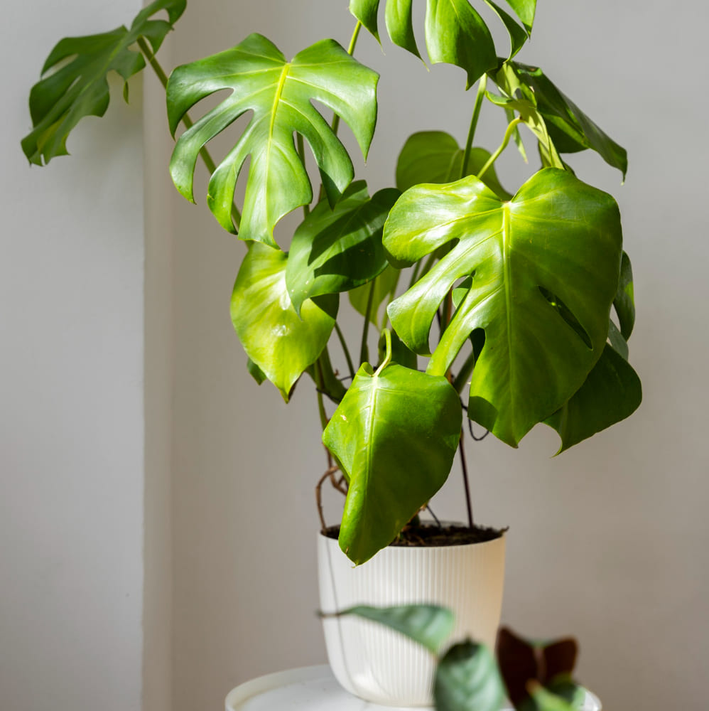 Onde colocar a planta costela de adão? Quais os cuidados para cultivar?