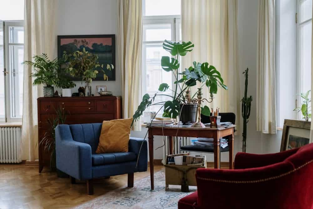 Onde colocar a planta costela de adão? Quais os cuidados para cultivar?