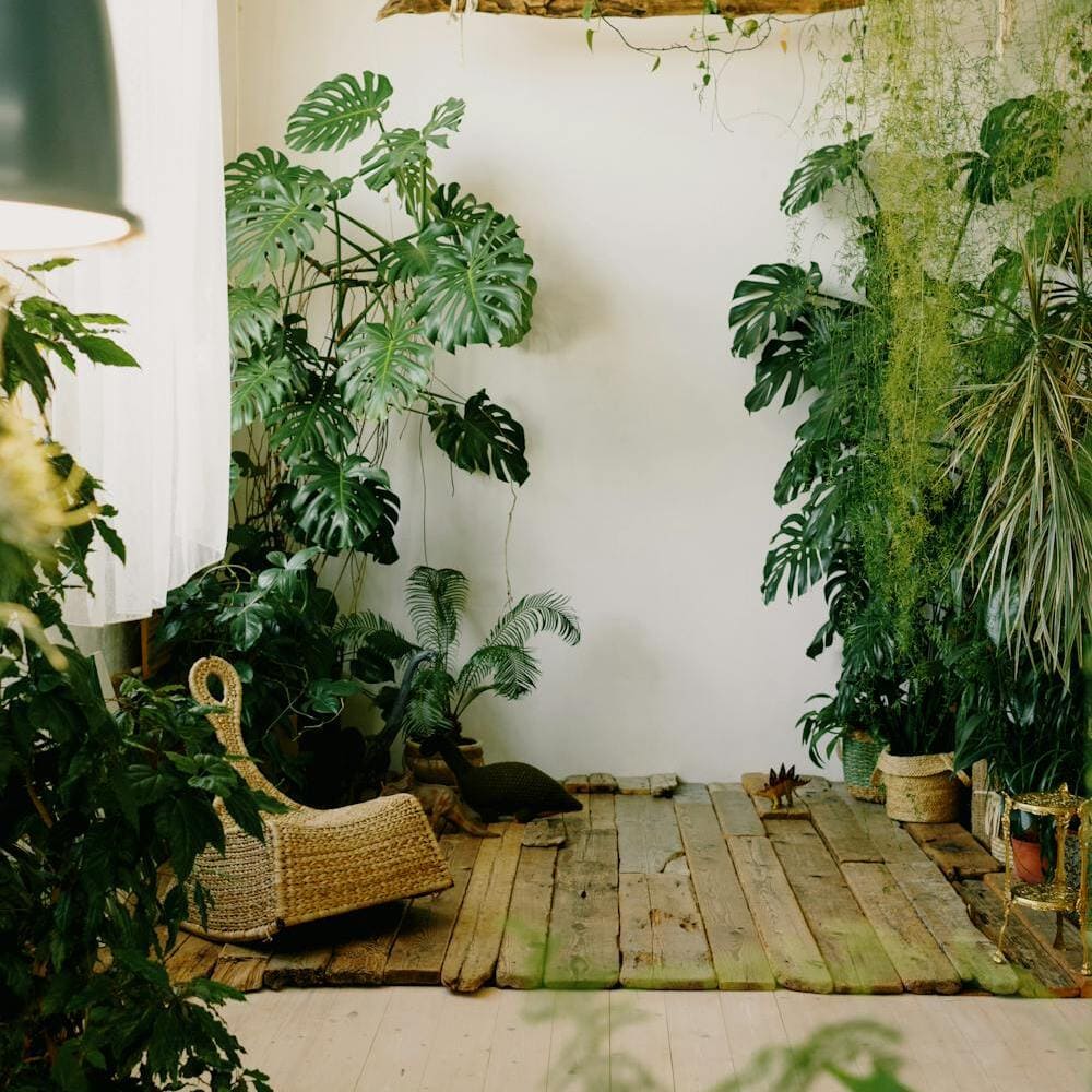 Onde colocar a planta costela de adão? Quais os cuidados para cultivar?