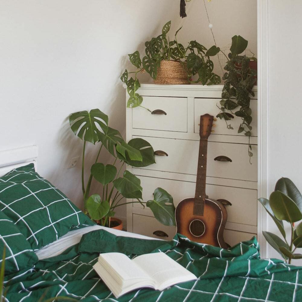 Onde colocar a planta costela de adão? Quais os cuidados para cultivar?