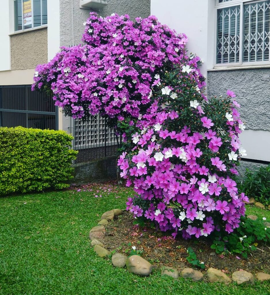 Árvores que não ocupam espaço e deixam o jardim mais fresco