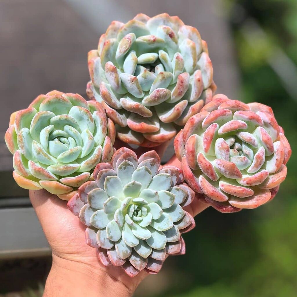 Echeveria lauii: uma suculenta frágil e que brilha nos ambientes.