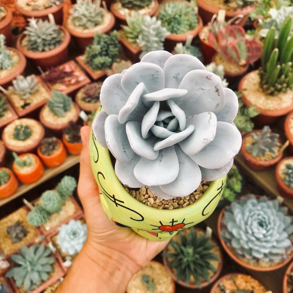 Echeveria lauii: uma suculenta frágil e que brilha nos ambientes.