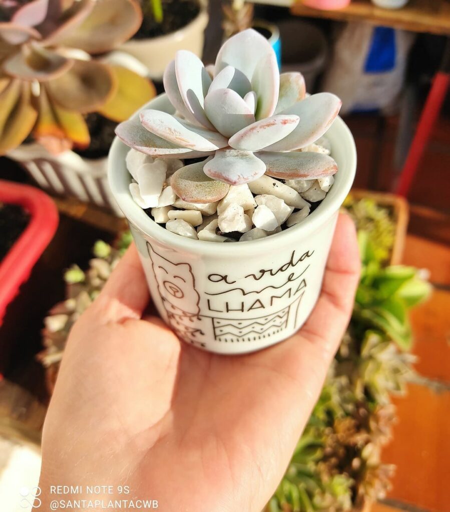 Echeveria lauii: uma suculenta frágil e que brilha nos ambientes.