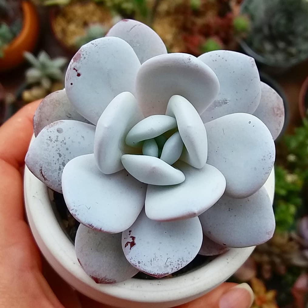 Echeveria lauii: uma suculenta frágil e que brilha nos ambientes.