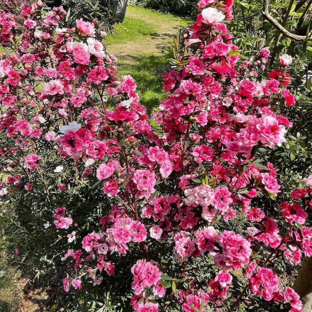 Érica-japonesa (Leptospermum scoparium): como cuidar desse pequeno arbusto florido?