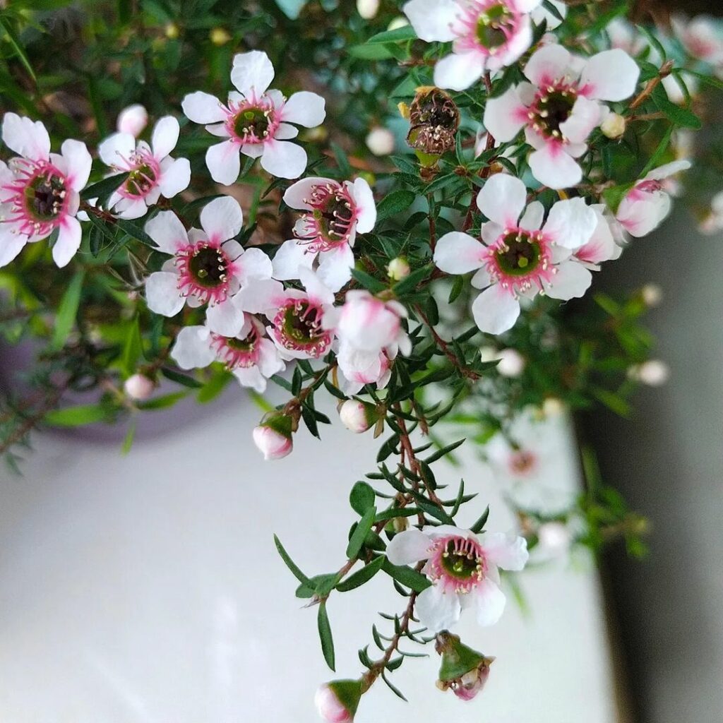 Érica-japonesa (Leptospermum scoparium): como cuidar desse pequeno arbusto florido?