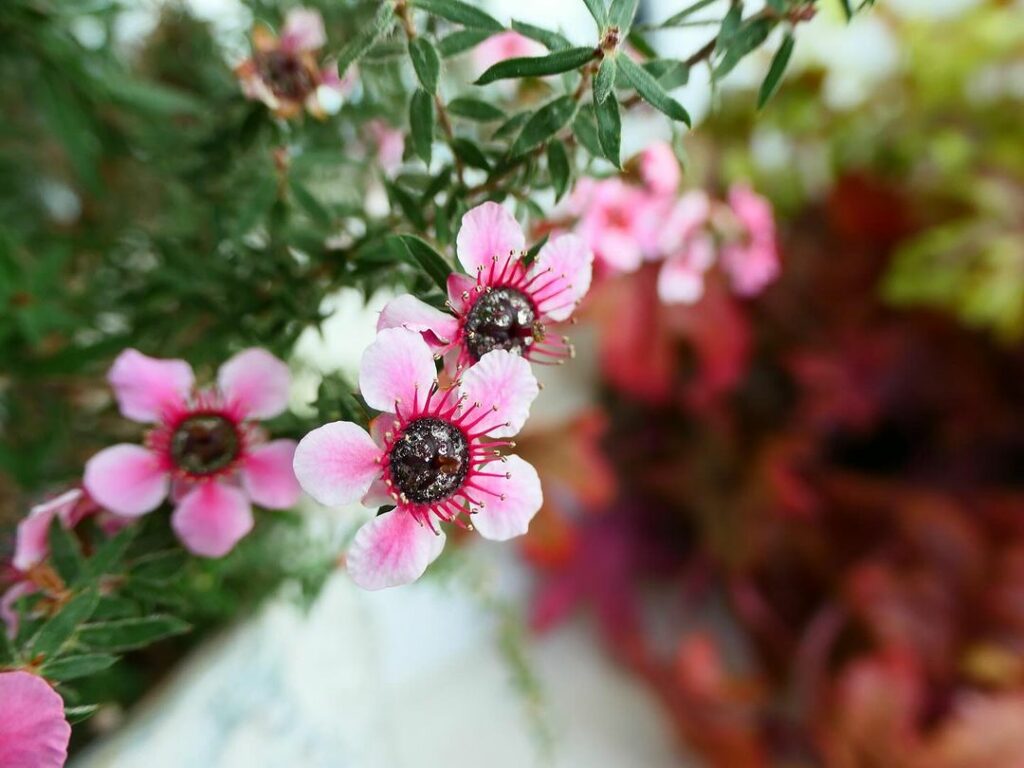 Érica-japonesa (Leptospermum scoparium): como cuidar desse pequeno arbusto florido?