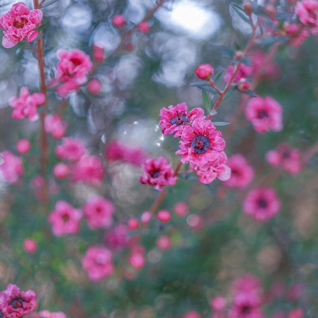 Érica-japonesa (Leptospermum scoparium): como cuidar desse pequeno arbusto florido?