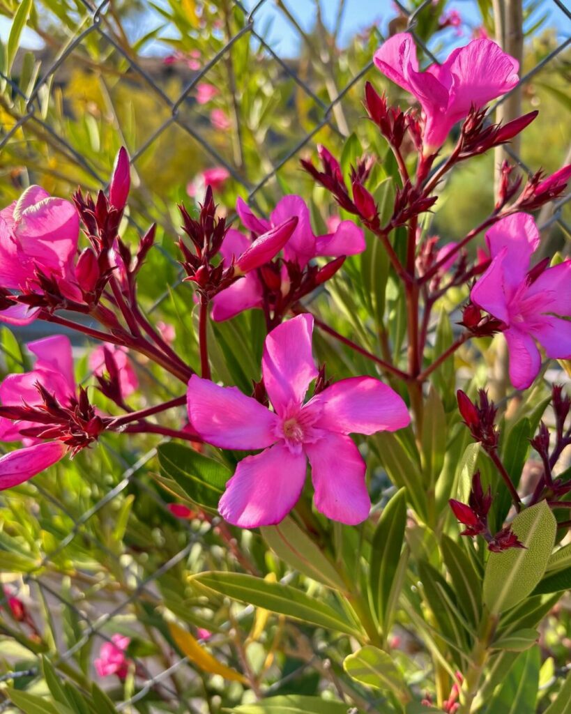 Espirradeira (Nerium oleander)