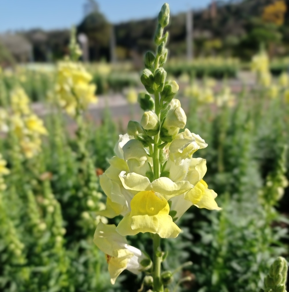 Boca-de-leão: tudo sobre o cultivo da flor que simboliza proteção