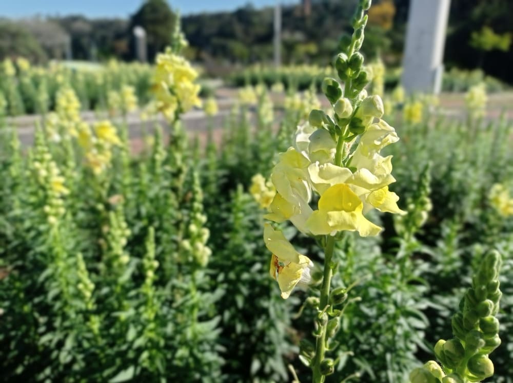 Boca-de-leão: tudo sobre o cultivo da flor que simboliza proteção