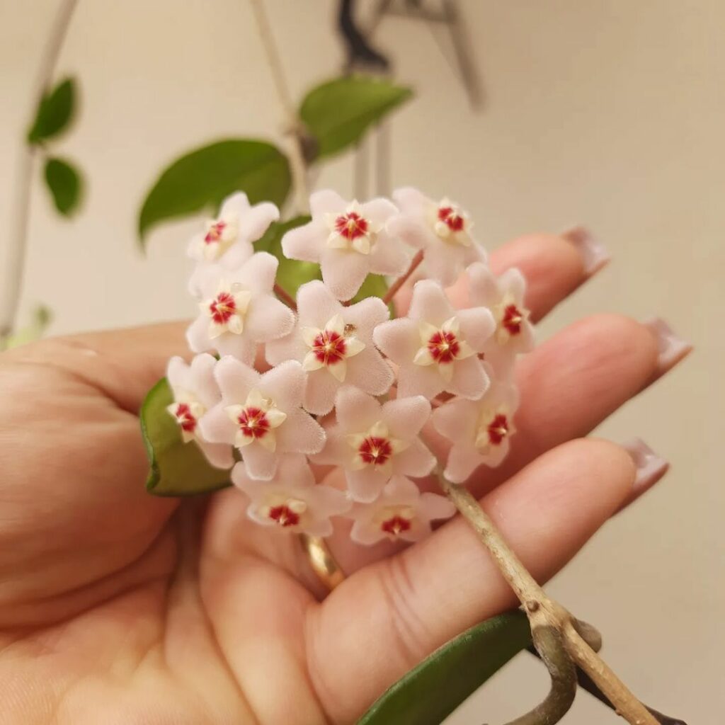 Como cuidar da flor de cera? Descubra tudo sobre a hoya.