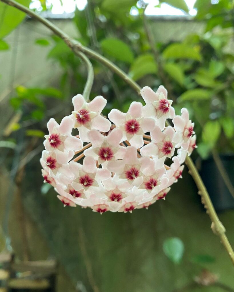 6 Plantas de meia-sombra que despertam na primavera e brilham até o verão