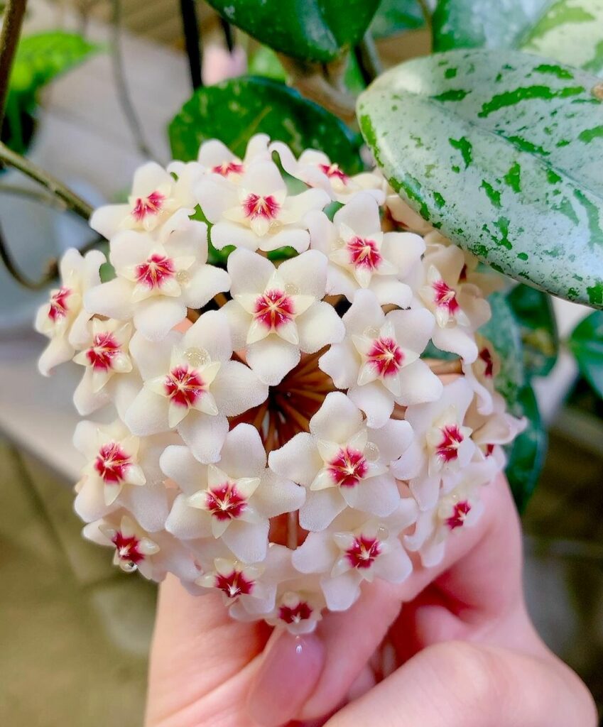 Flor de Cera (Hoya): a trepadeira de interior que encanta com flores cerosas e delicadas
