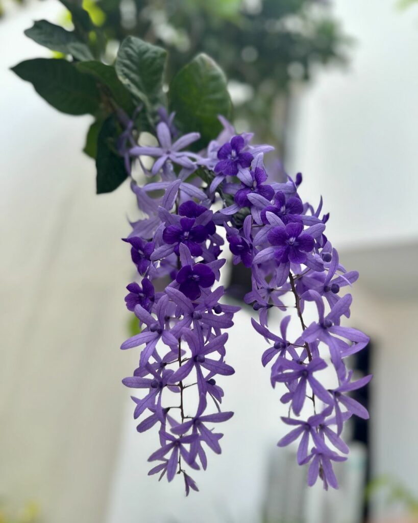 Flor de São Miguel: uma trepadeira que encanta e é fácil cuidar; conheça!