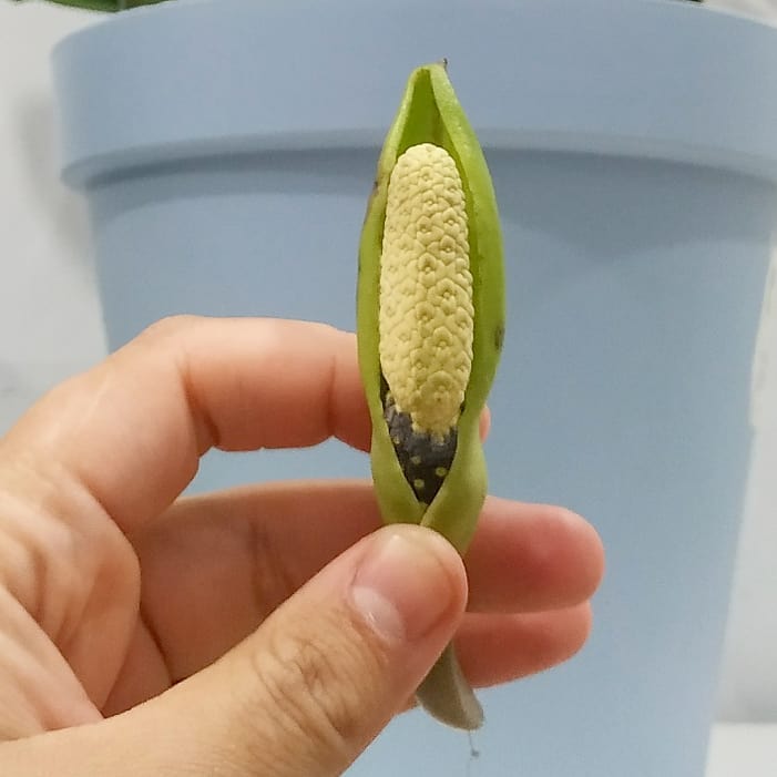 Conheça a Flor de Zamioculca; rara, elegante e discreta.