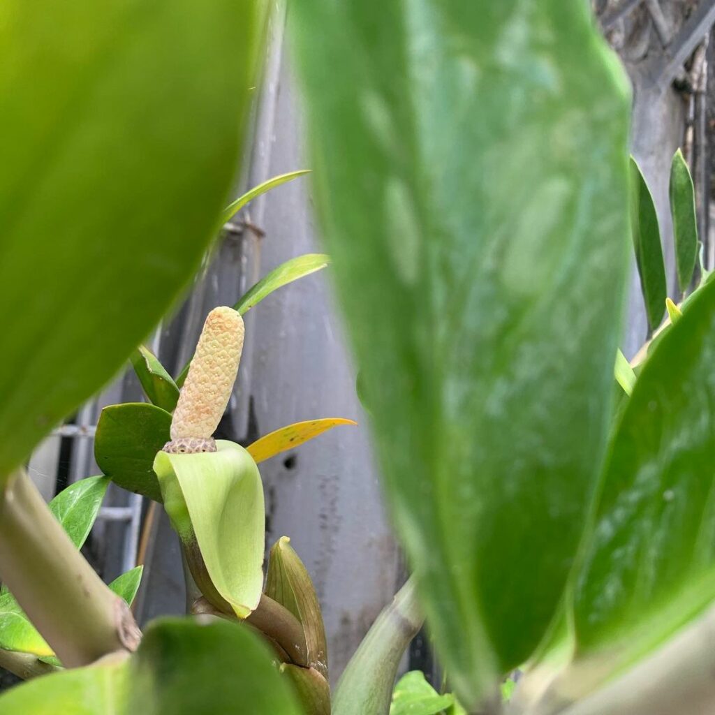 Conheça a Flor de Zamioculca; rara, elegante e discreta.