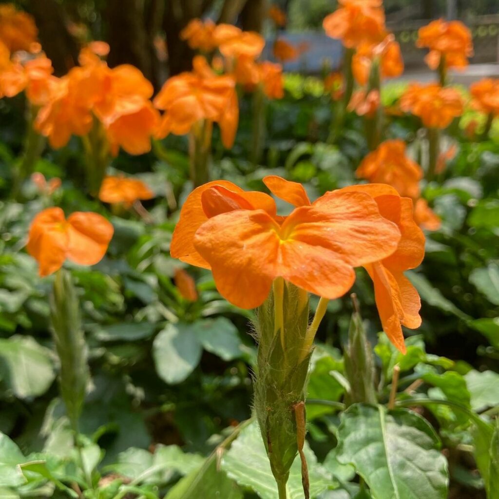 É primavera! 10 PLANTAS de MUITA FLOR para transformar o JARDIM
