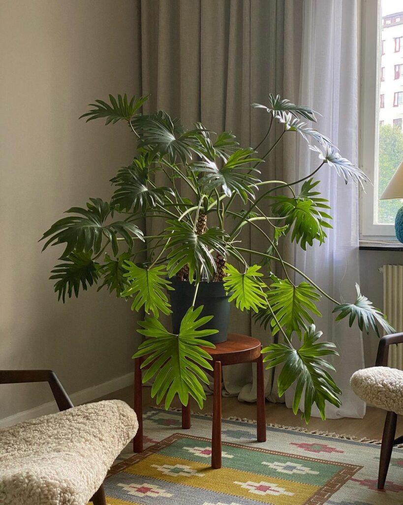 Espécies tropicais que amam vaso: transforme seus ambientes com plantas exuberantes