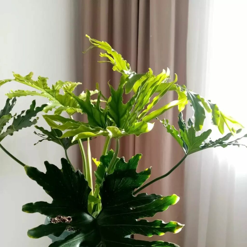 Como cuidar da planta philodendron bipinnatifidum (guaimbê)?