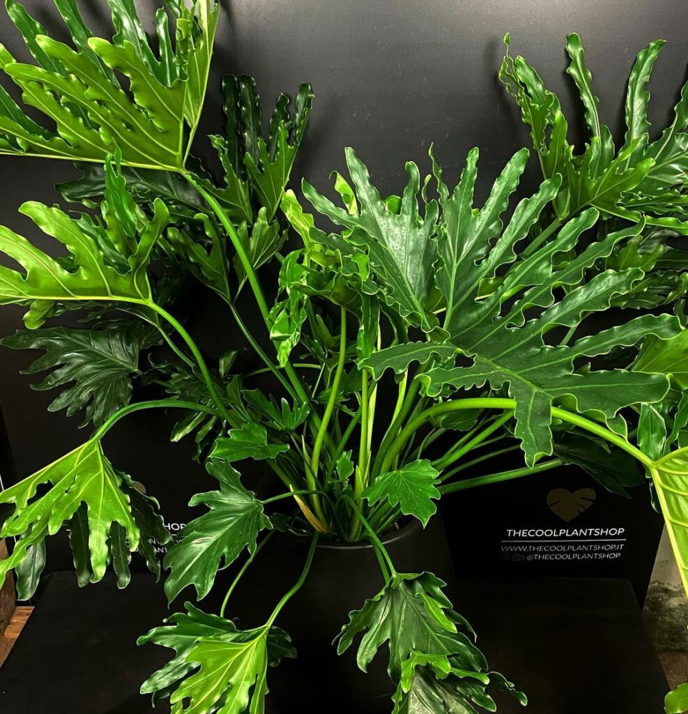 Como cuidar da planta philodendron bipinnatifidum (guaimbê)?