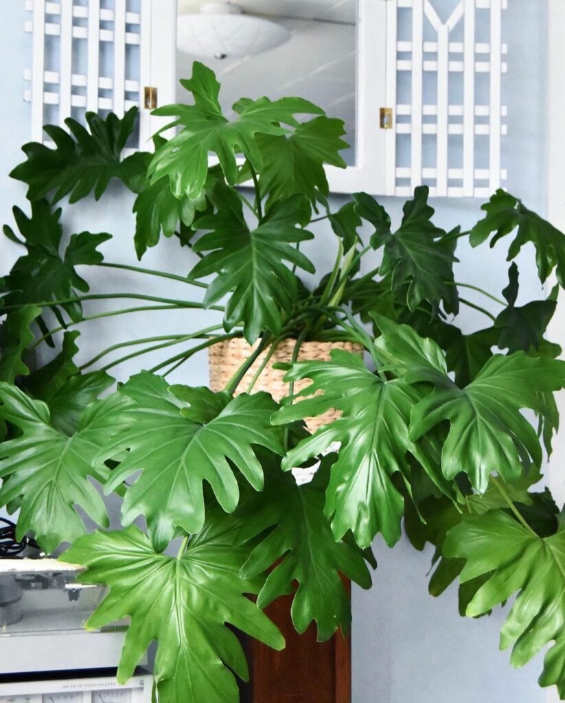 Como cuidar da planta philodendron bipinnatifidum (guaimbê)?