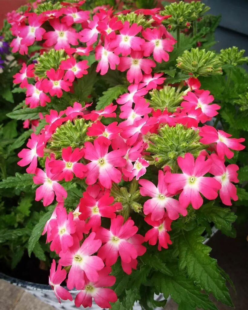 6 Plantas ideais para Escolas: São floridas, resistentes e ainda atraem Borboletas e beija-flores.