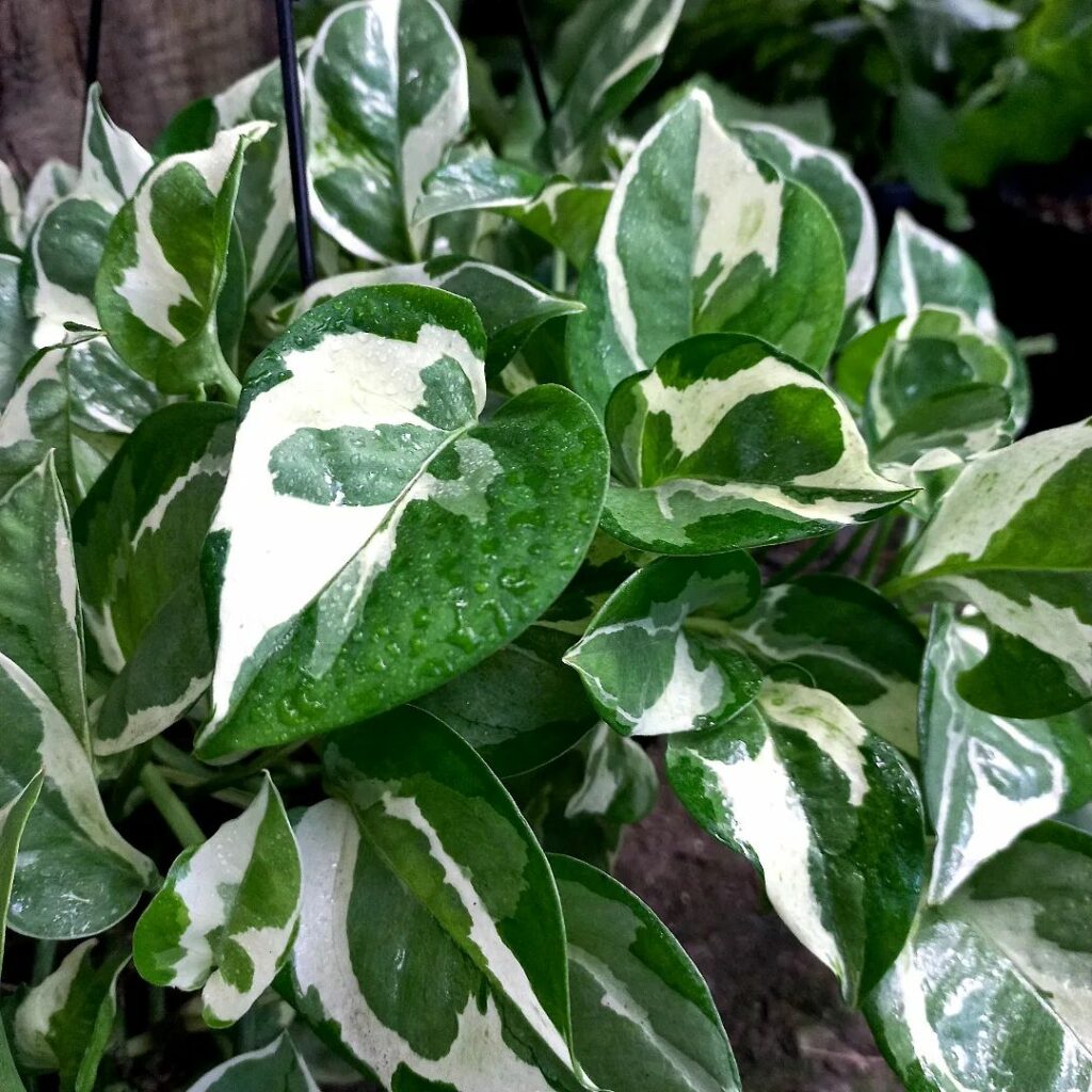 Como devo podar as folhas da minha jiboia para ter uma planta mais cheia e bonita?