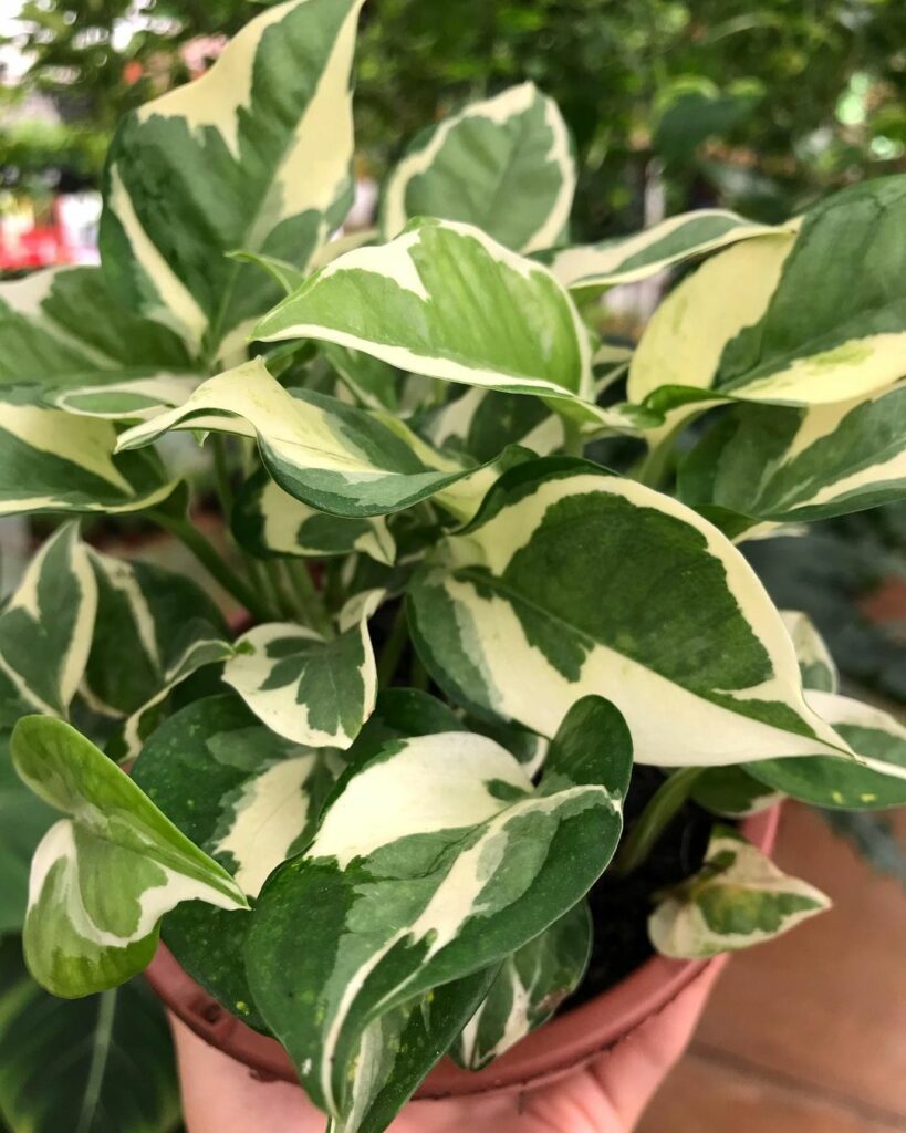 3 dicas para ter uma planta jiboia gigante em casa