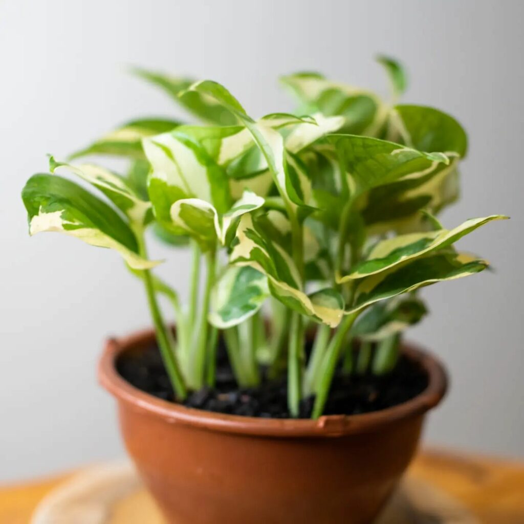 Como fazer muda de jiboia do jeito certo: passo a passo completo