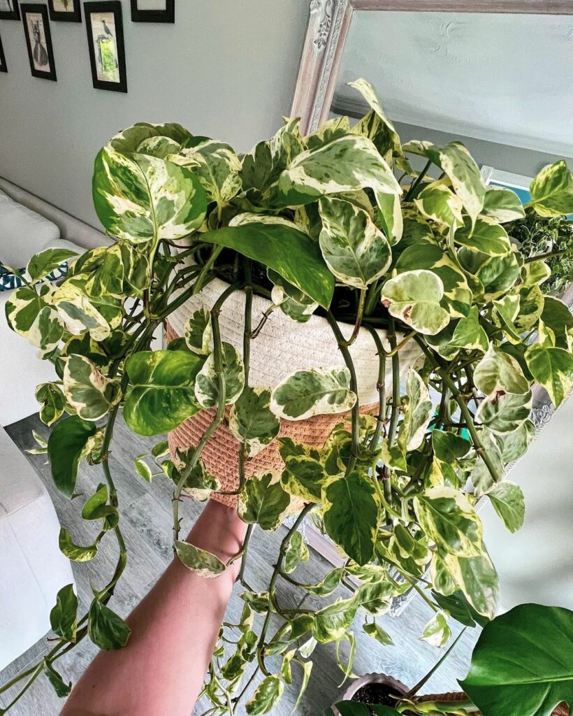 Mora em apartamento? Saiba como cuidar da planta jiboia mesmo em ambientes internos.