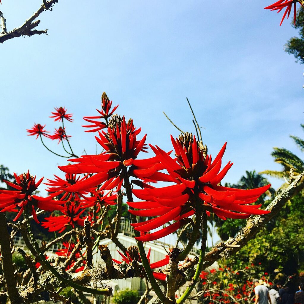 Erythrina speciosa: uma Árvore com Flores Vermelhas que Transforma Paisagens.