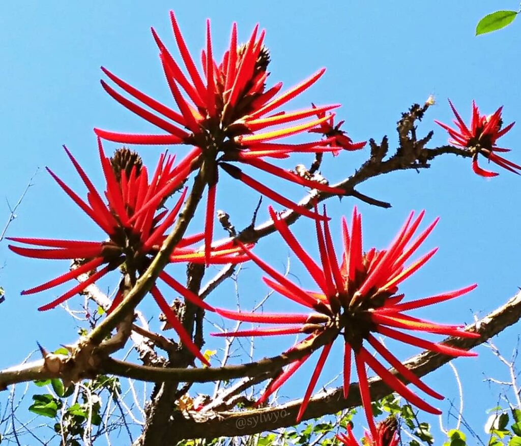 Erythrina speciosa: uma Árvore com Flores Vermelhas que Transforma Paisagens.