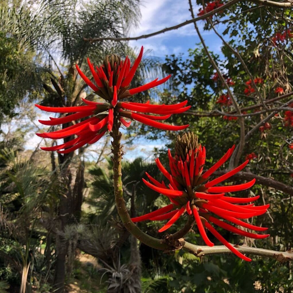 Erythrina speciosa: uma Árvore com Flores Vermelhas que Transforma Paisagens.