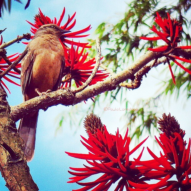 Erythrina speciosa: uma Árvore com Flores Vermelhas que Transforma Paisagens.