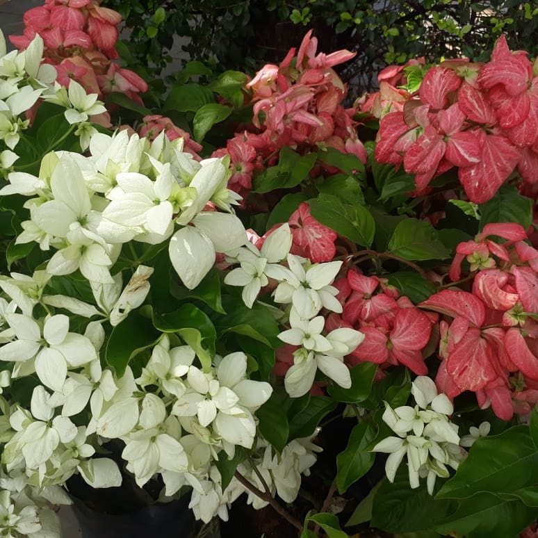 É primavera! 10 PLANTAS de MUITA FLOR para transformar o JARDIM