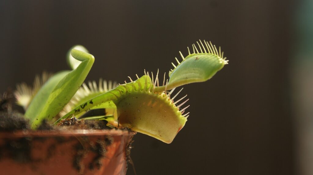 Dioneia: a planta carnívora que "dorme" no inverno.