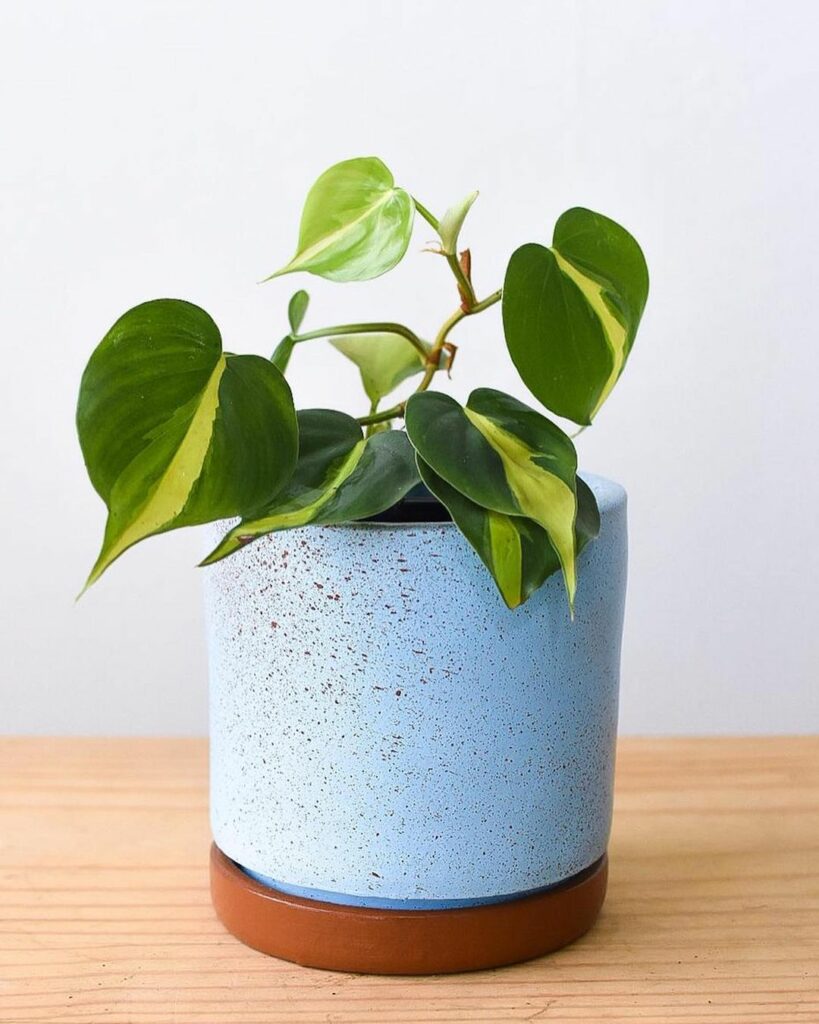 6 plantas que não precisam de sol ótimas para ter dentro de casa (ou do apartamento).