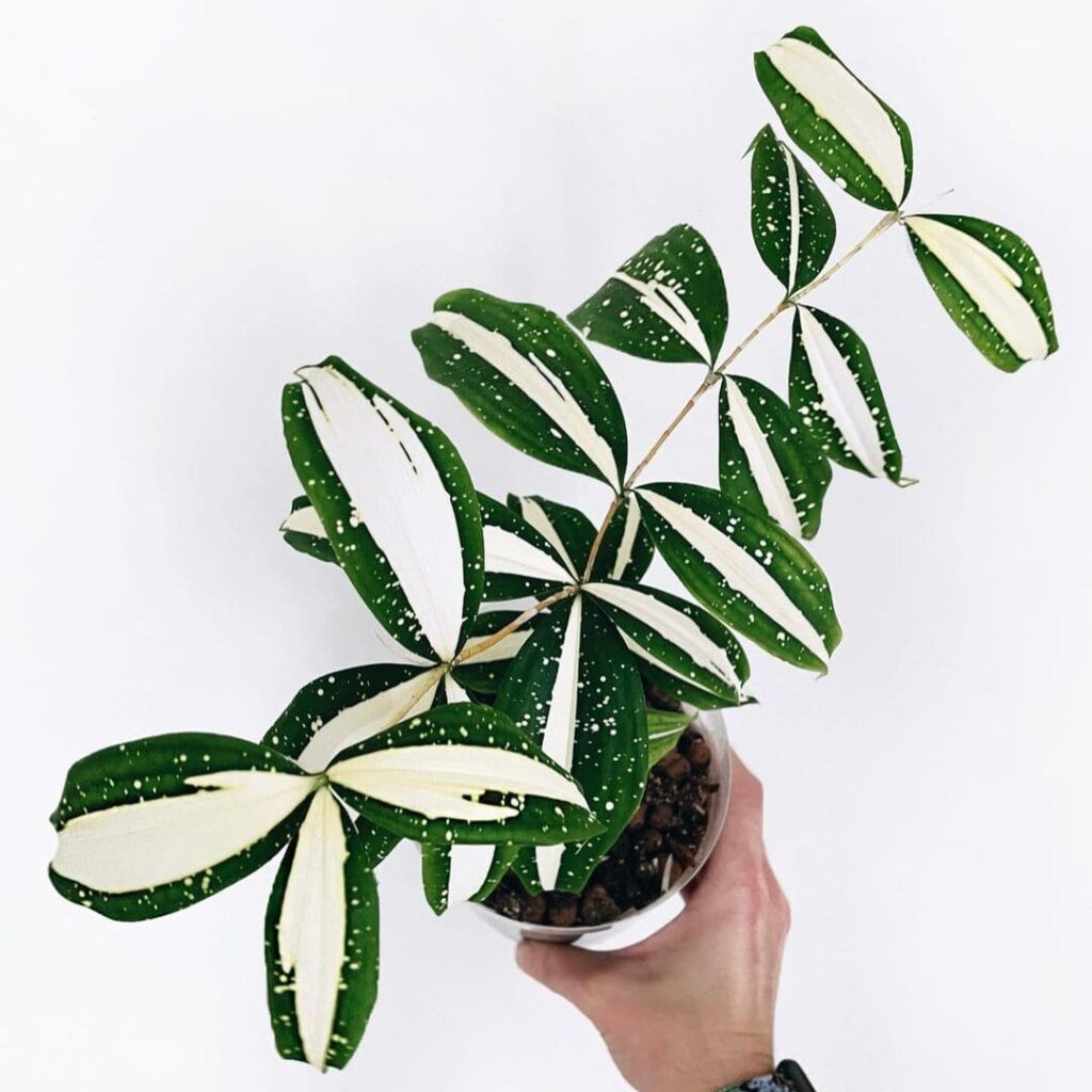 5 plantas que ajudam a purificar o ar e melhorar o ar seco.